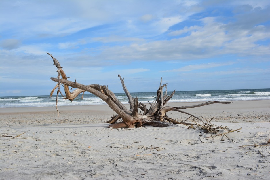 Driftwood on Little Talbot Island State Park Beach
