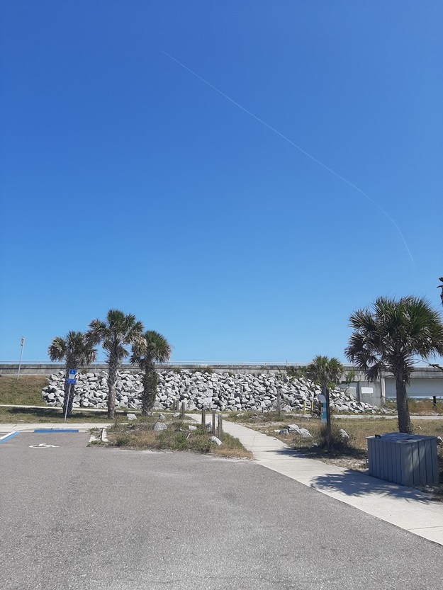 Palms in Little Talbot Island State Park