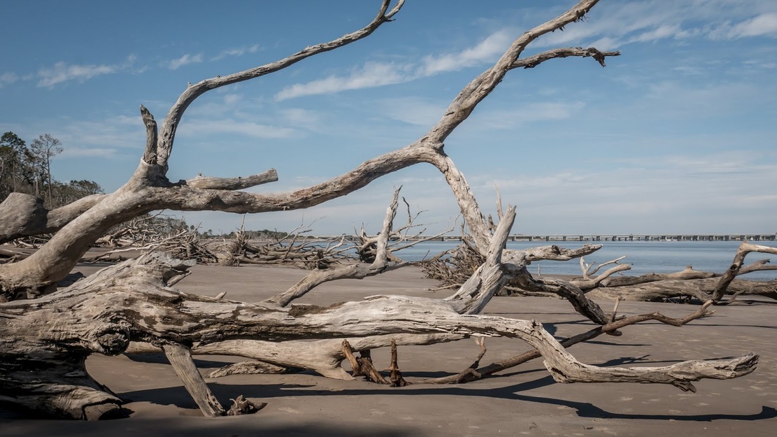 Driftwood on Little Talbot Island State Park Beach