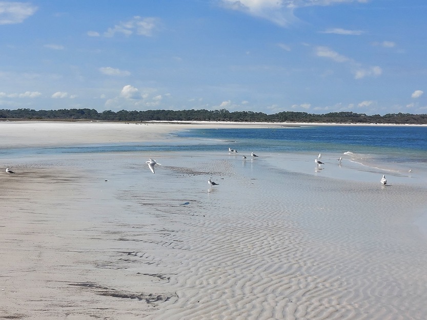 Birds on Little Talbot Island State Park Beach