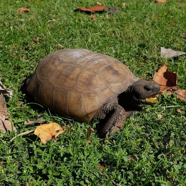 Turtle on the grass
