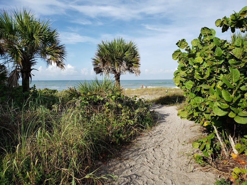 Palms and grass on Manasota Key Beach