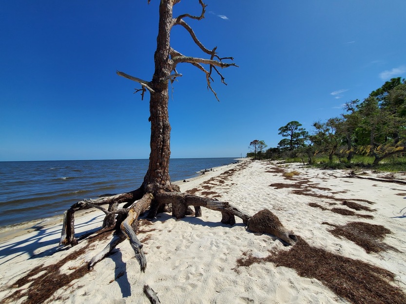 Driftwood in Bald Point State Park