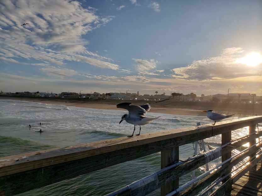 Bird on a fishing pier