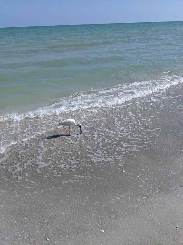 Bird on Gulfside City Park Beach Florida