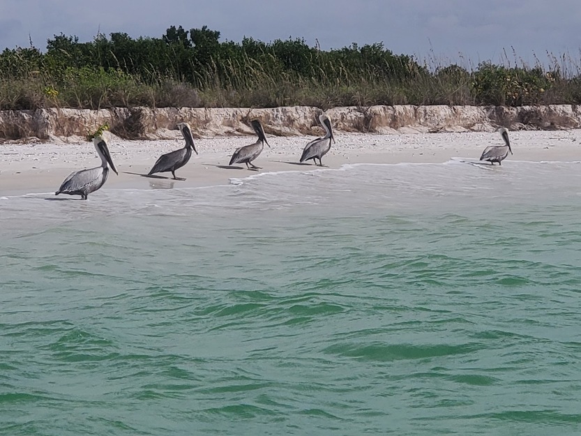 Birds on Keewaydin Island Beach