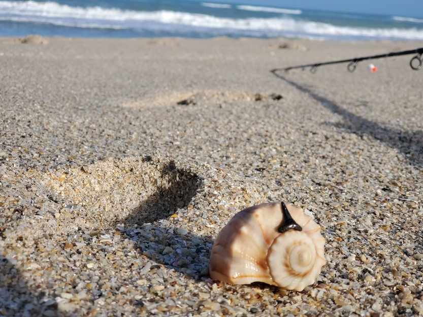 Sea shell on Treasure Shores Park Beach Florida