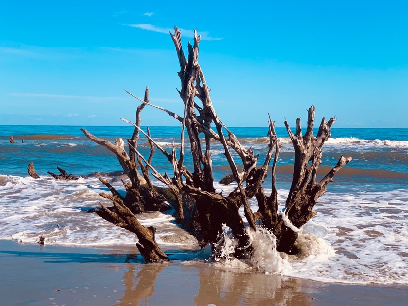 Driftwood on Boneyard Beach Bulls Island