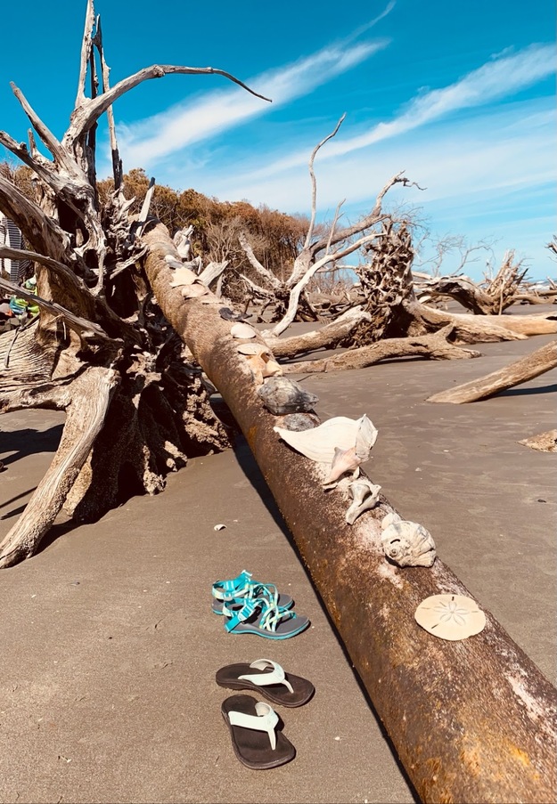 Driftwoon on Boneyard Beach