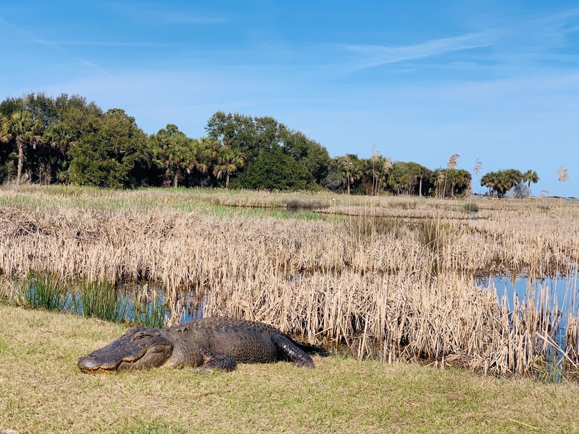 Alligator on Bulls Island
