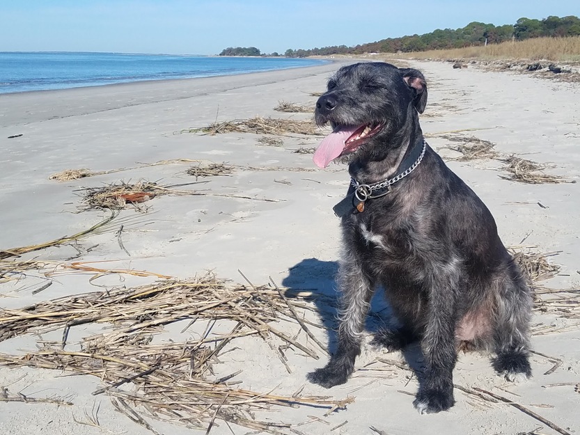 Dog on Seabrook Beach