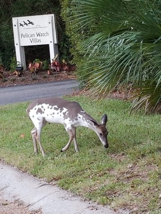 Deer on Seabrook Beach SC