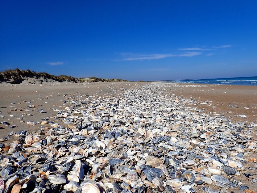 Baruch North Island Reserve Beach