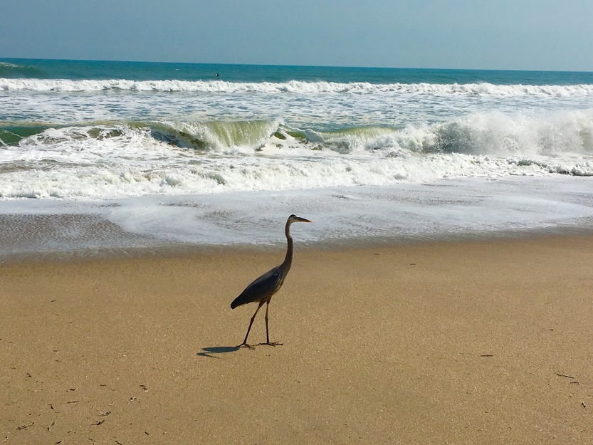Bird on the beach in Canova Beach Park, Florida