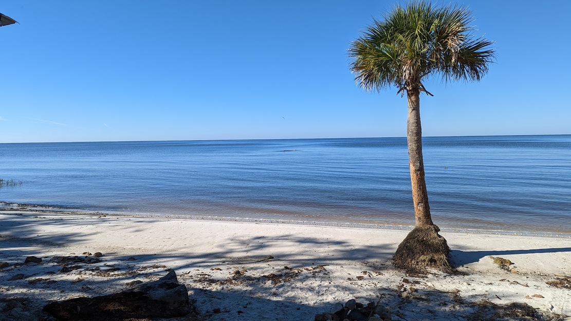 Palm on Shired Island Beach, Florida
