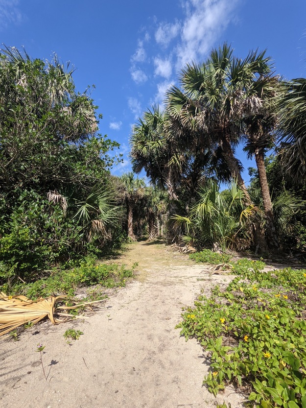 Path in Maritime Hammock Sanctuary