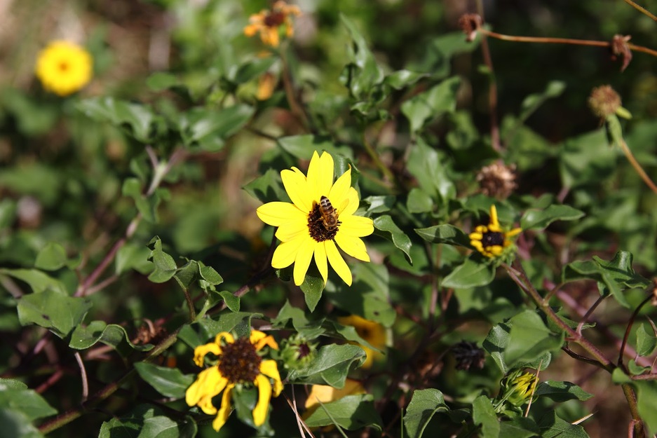 Flower in Maritime Hammock Sanctuary FL