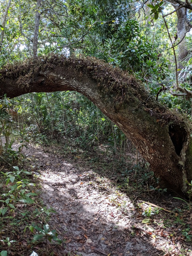 Tree in Maritime Hammock Sanctuary Florida