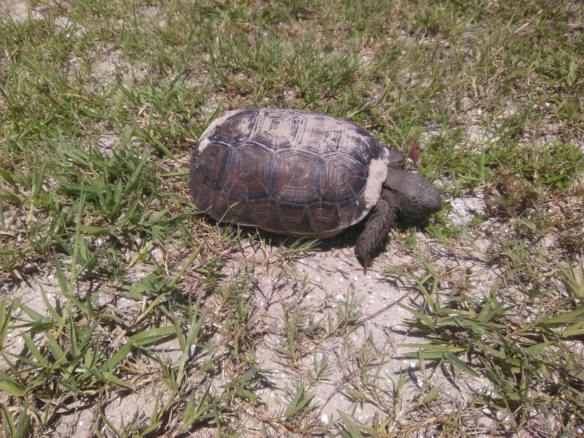 Turtle