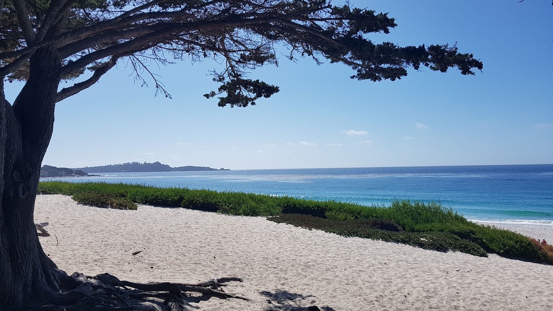 Tree over Carmel Beach California