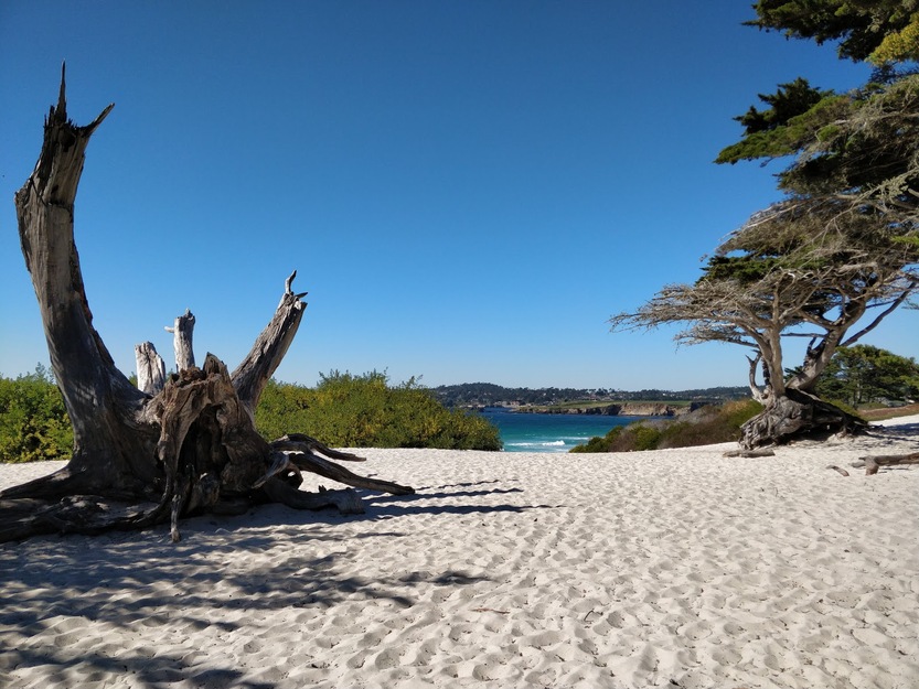 Driftwood on Carmel Beach California