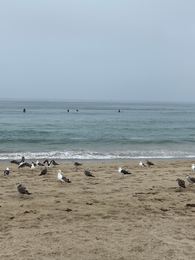 Seagulls on Bruce's Beach California