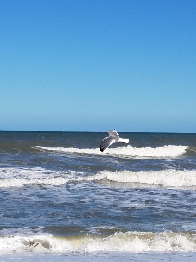Seagull flying over the sea