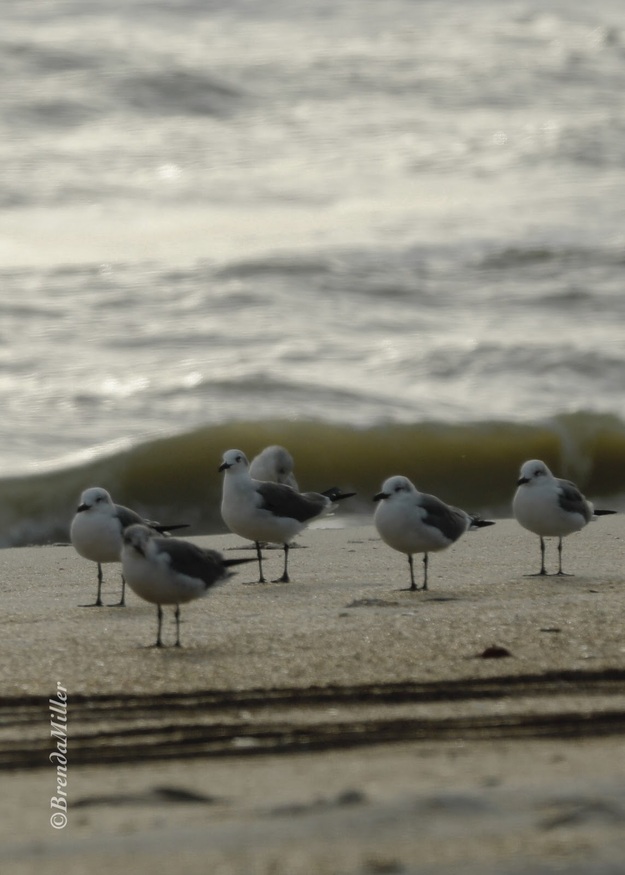 Seagulls