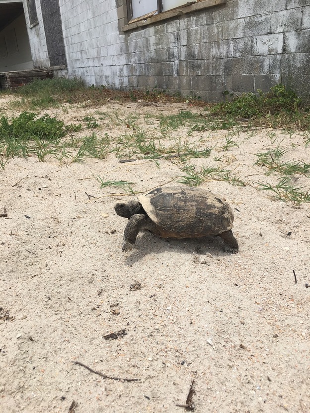 Turtle