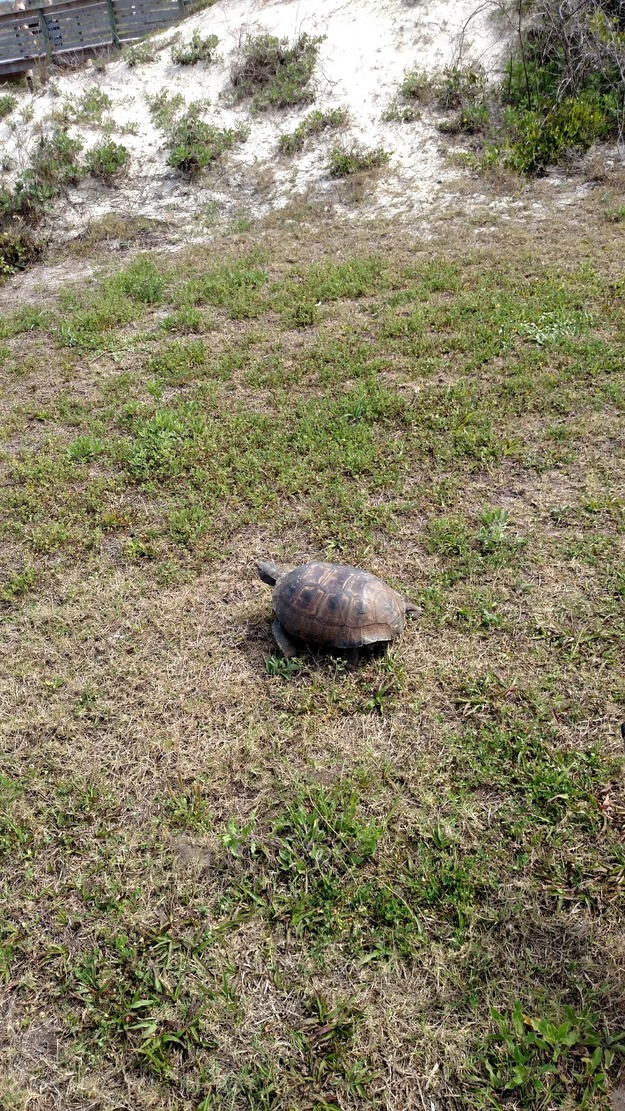 Turtle