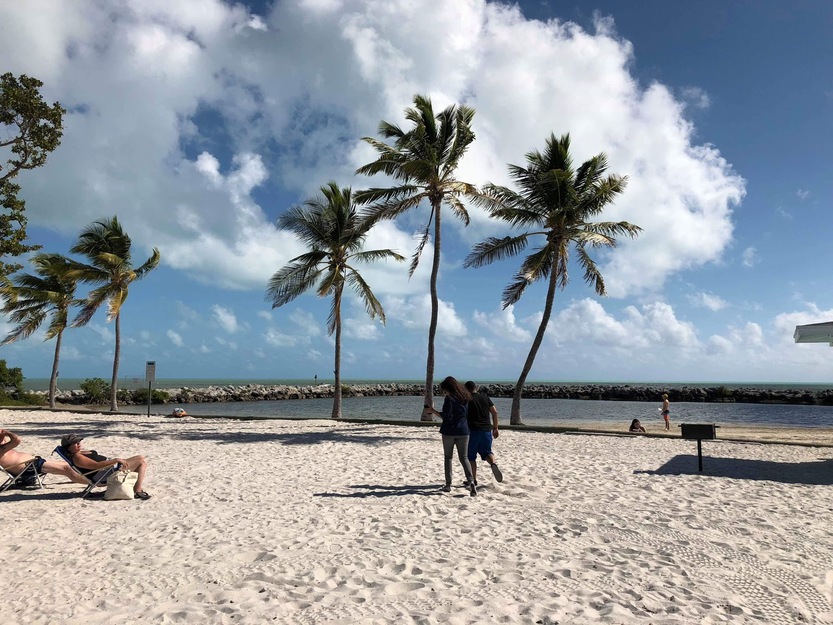 Palms on the beach