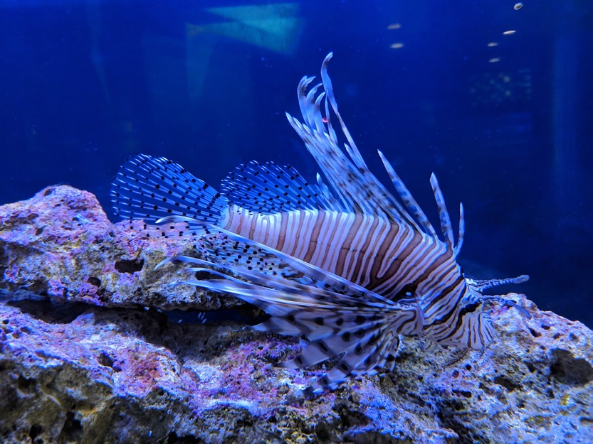 Fish