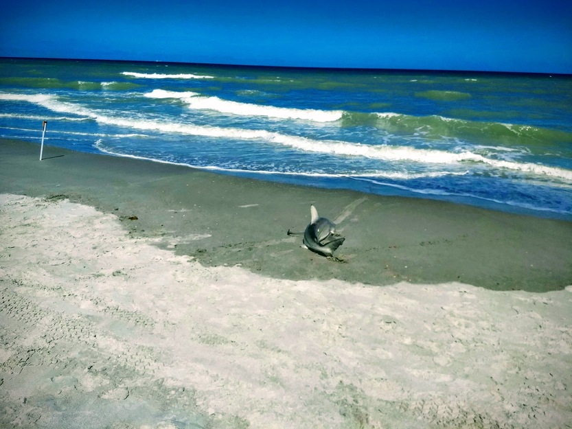 Shark on the seashore
