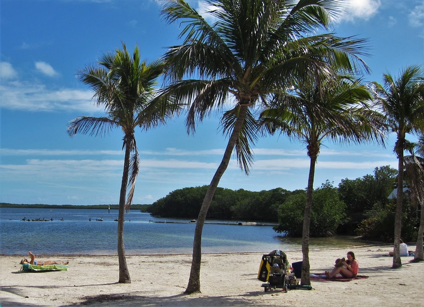 Palms on the beach