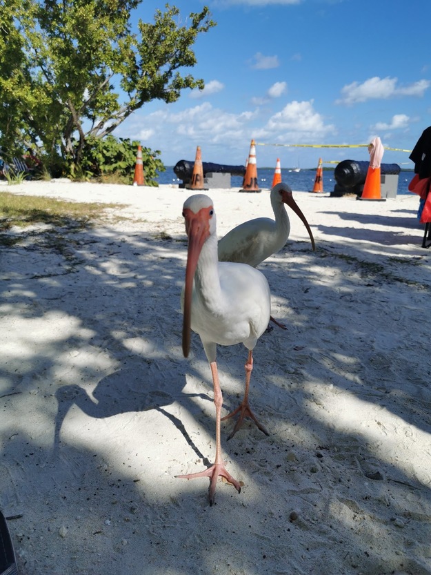 Birds on the beach