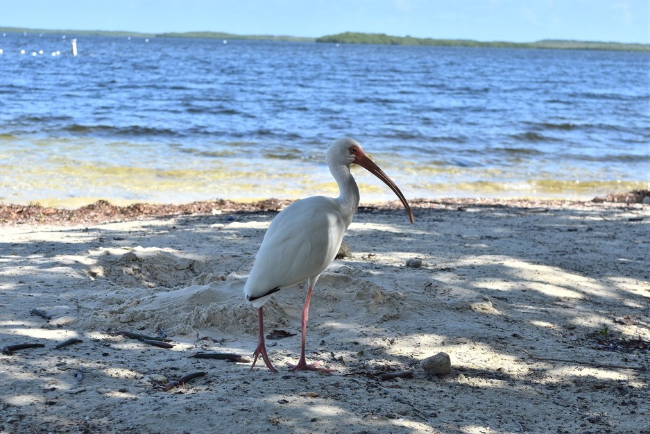 Bird on the beach