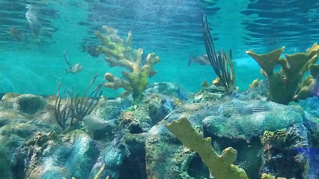 Underwater life