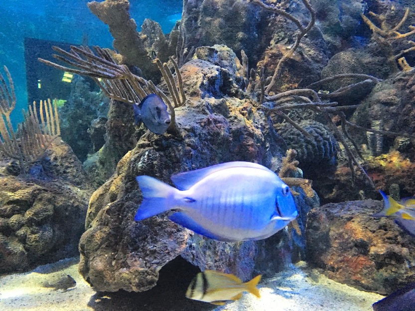 Fish