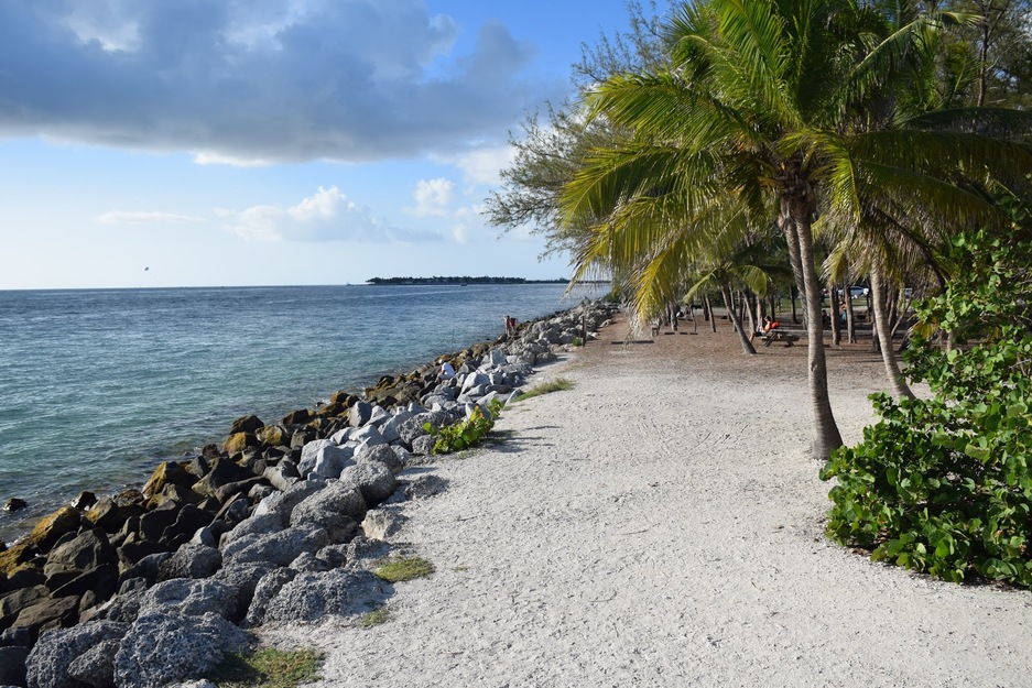 Trees on the rocky shore
