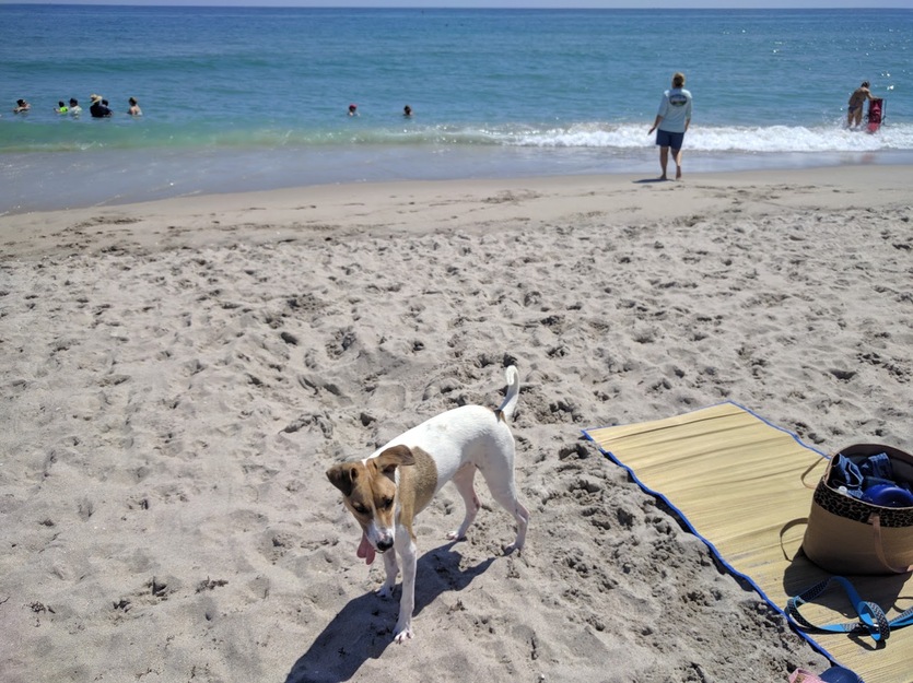 Jupiter Off-Leash Dog Beach
