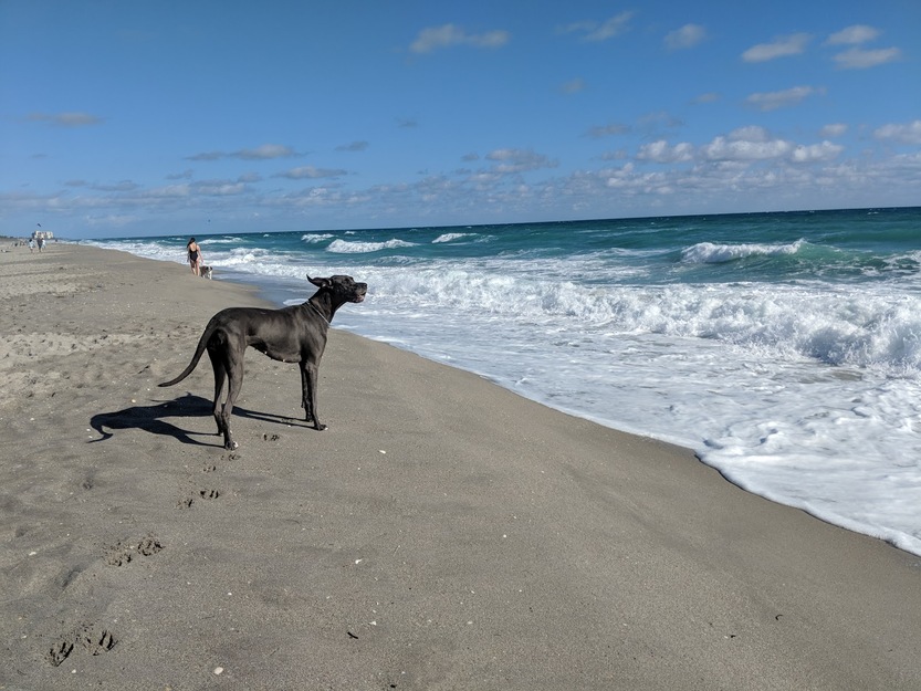 Dog beach