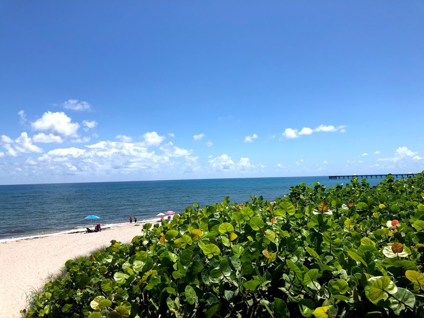 Greenery on the beach