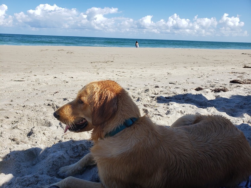 Jupiter Off-Leash Dog Beach