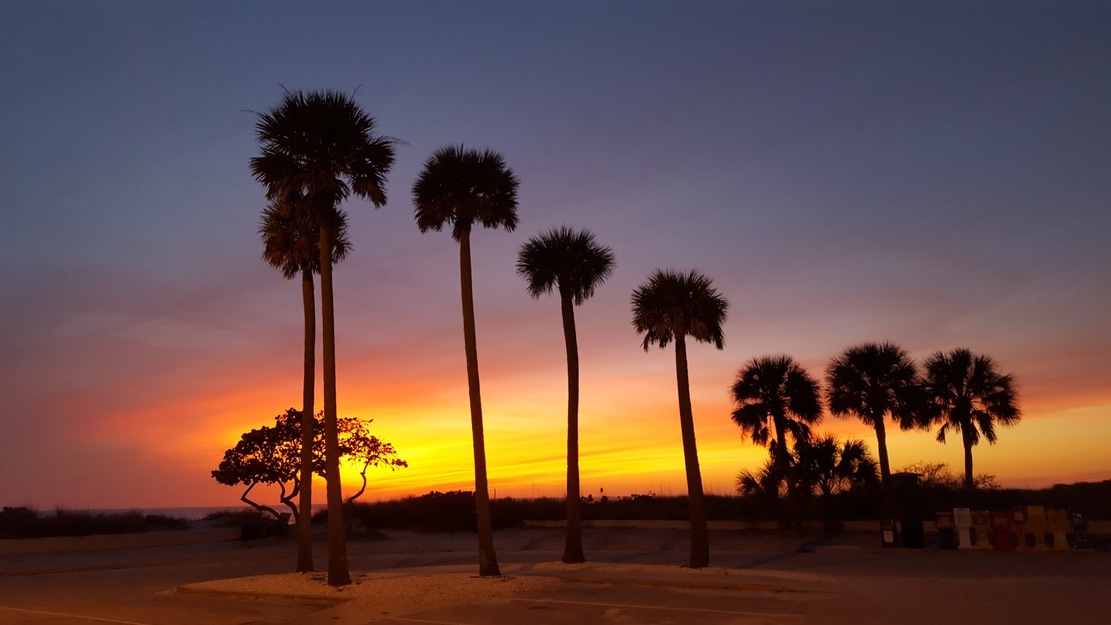 Palms at sunset