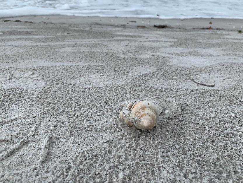 Shell on the sand