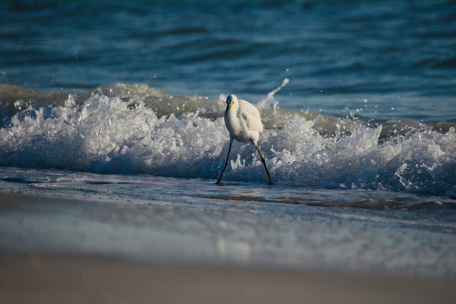 Bird at the sea