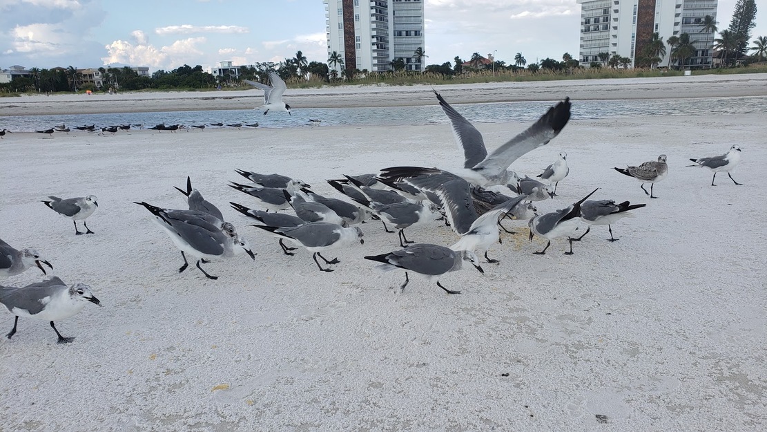 Seagulls on the beach
