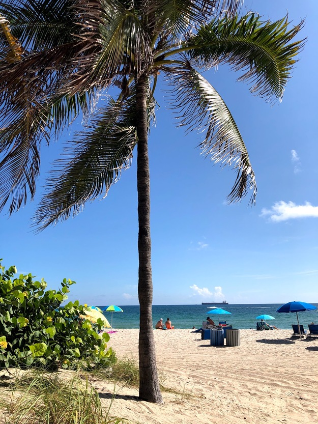 Palm and umbrellas on the beach