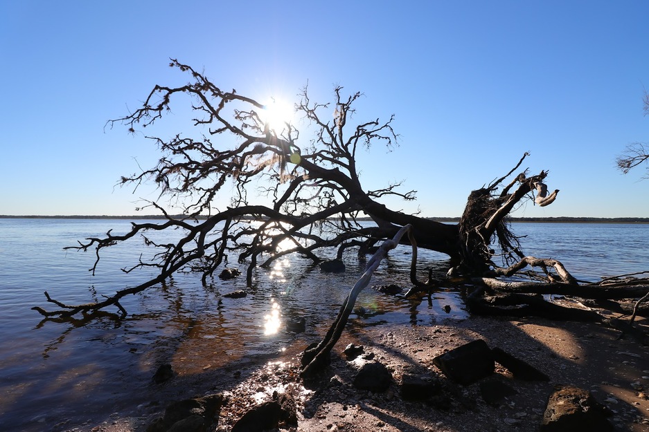 Driftwood on the beach