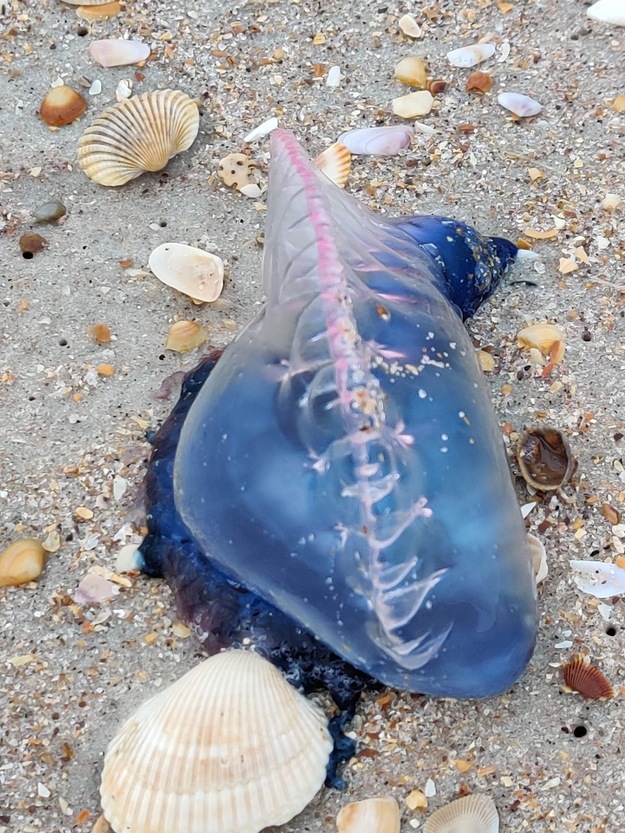 Sea creature on the sand